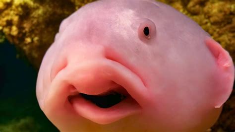 unique fish|15 Bizarre & Unique Fish from Around the World .